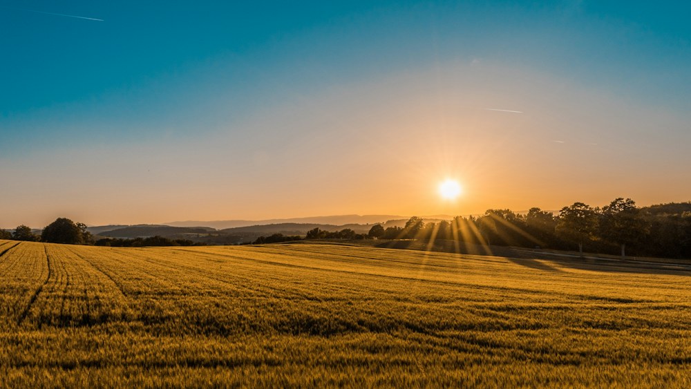 Agriculture & Processing at work